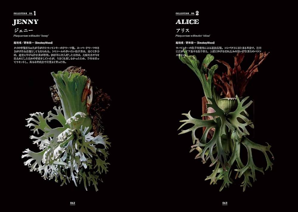 Amazon.co.jp: ビカクシダ2 -魅力あふれる最新品種と美しく育てる実践