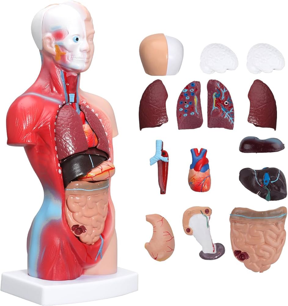 Amazon.co.jp: 人体模型 28cm人間の胴体の解剖学的モデル 教学モデル