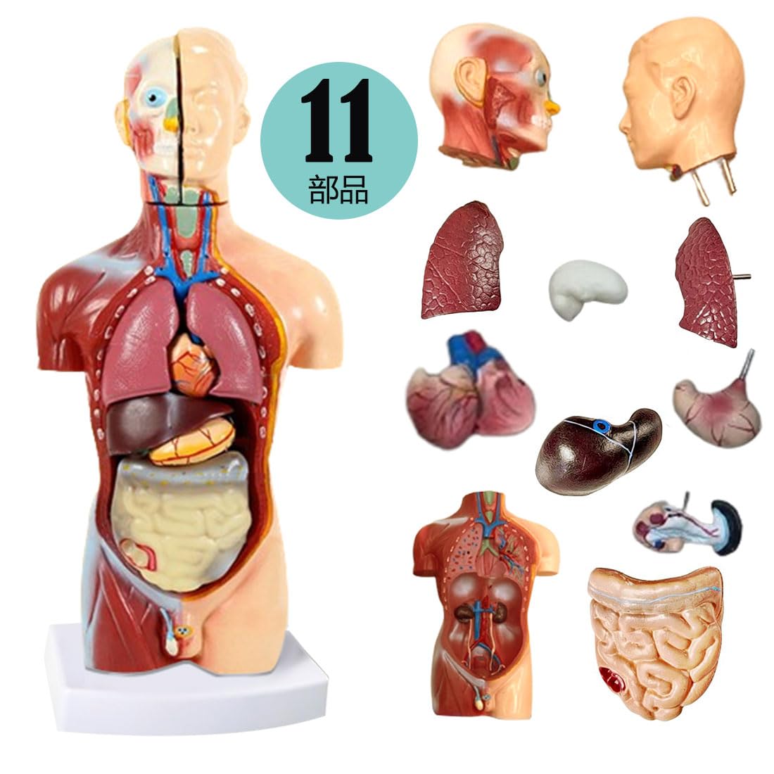 Amazon.co.jp: 人体模型 [全11パーツ 45㎝ ] ユニセックスモデル 人体