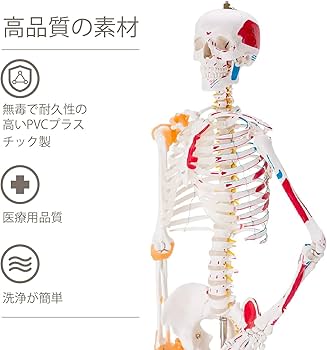 Amazon.co.jp: Kurflo 人体骨格模型 教育用 【176cm】 等身大 人体模型