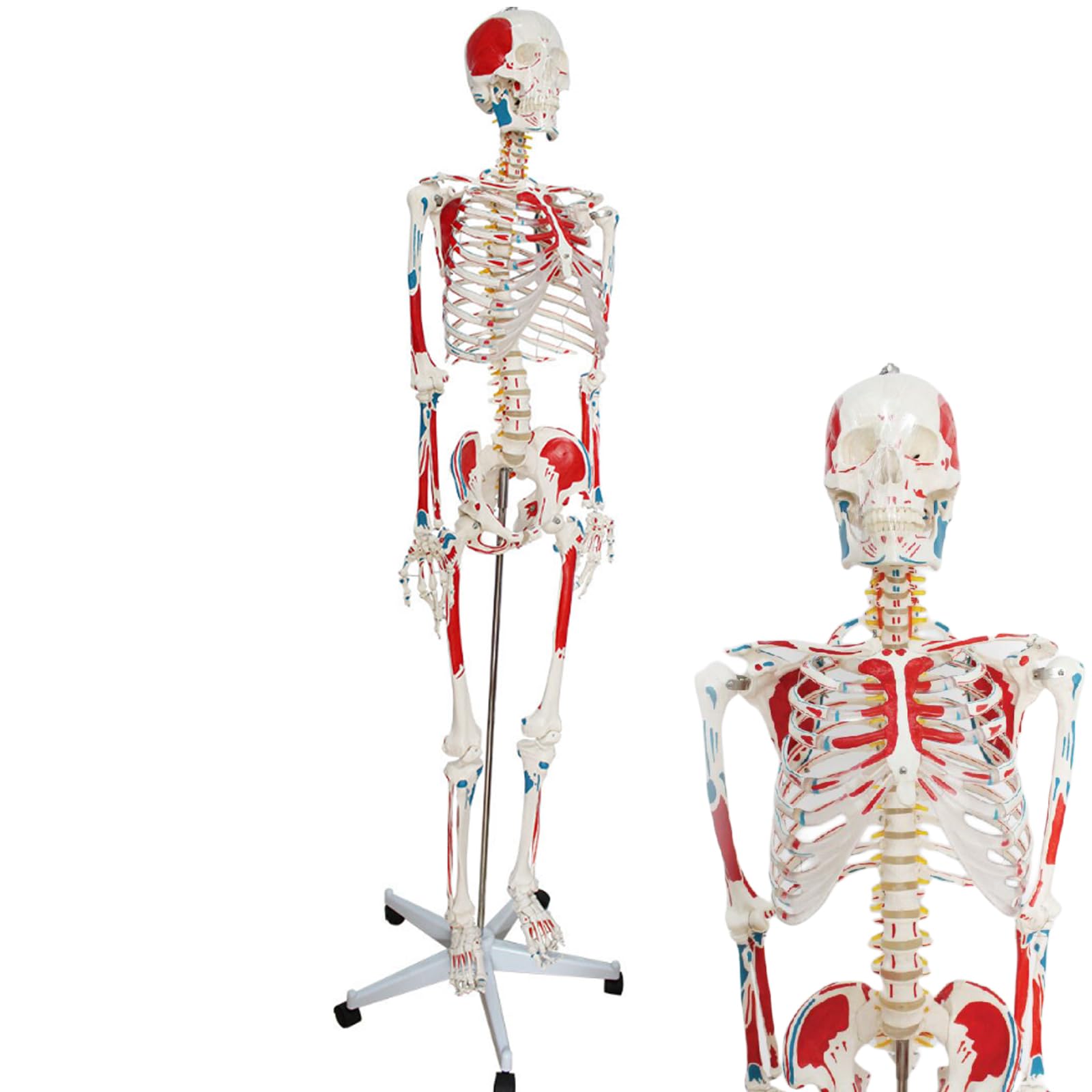 Amazon.co.jp: Ynaioang 人体模型-人体骨格模型 176cmの人骨格モデル 1