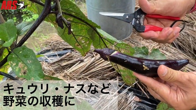 Amazon | アルスコーポレーション アルス 摘果鋏 ロングタイプ