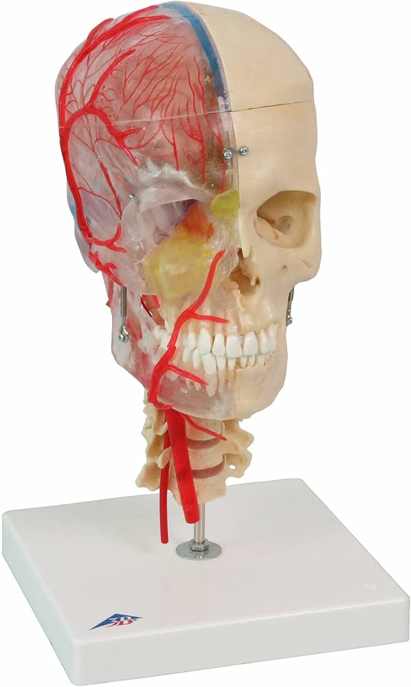 Amazon.co.jp: 頭蓋骨の内側・外側を忠実に再現した頭蓋骨模型の最上級