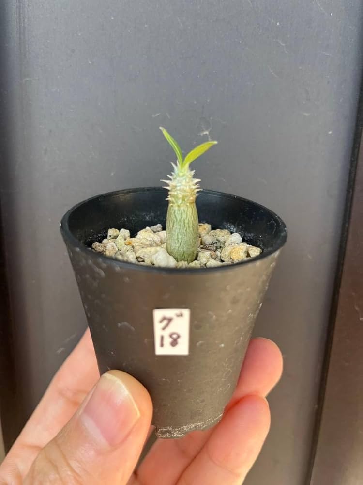 Amazon.co.jp: 実生苗18 パキポディウム グラキリス : おもちゃ