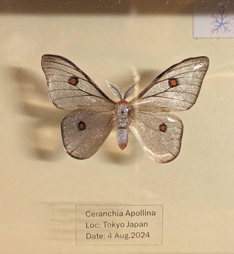 Amazon.co.jp: アポロヤママユ 41ミリ : 文房具・オフィス用品