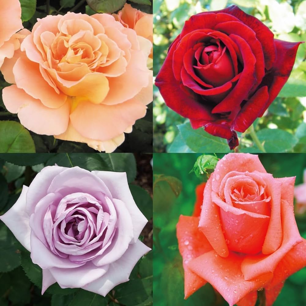 Amazon.co.jp: バラ苗 四季咲き大輪バラ福袋(品種見計らい) 5株 / 国