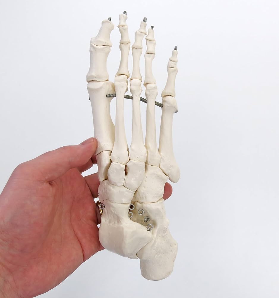 Amazon.co.jp: 足の各骨をワイヤーで連結，位置関係を正しく再現した足