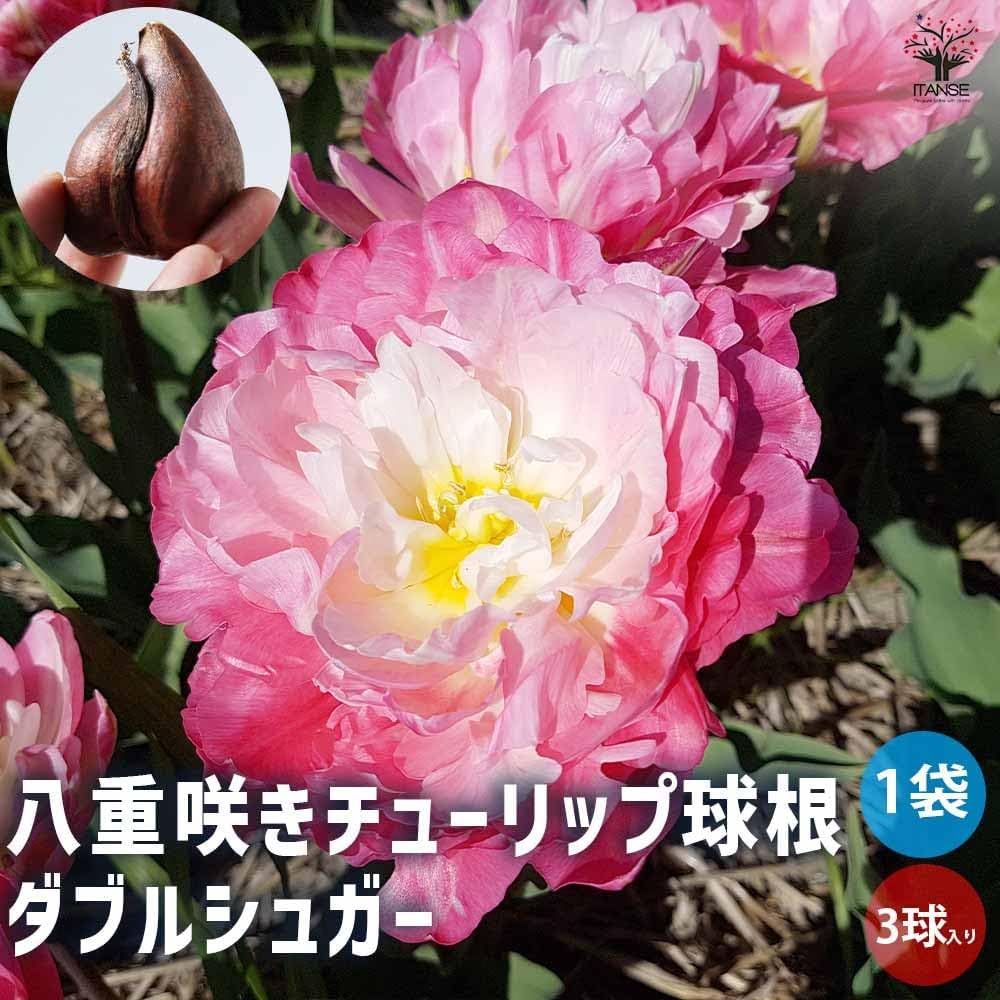 61-XbBccRrL._AC_UF1000,