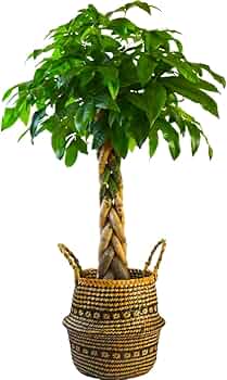 61-jf5WNyjL._AC_UF350,