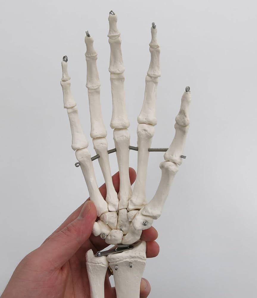 Amazon.co.jp: 前腕（橈骨・尺骨）付きの手の骨格模型 - 手の骨モデル