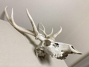 Amazon | シカの角鹿の角頭蓋骨付雄鹿ニホンジカハンティング
