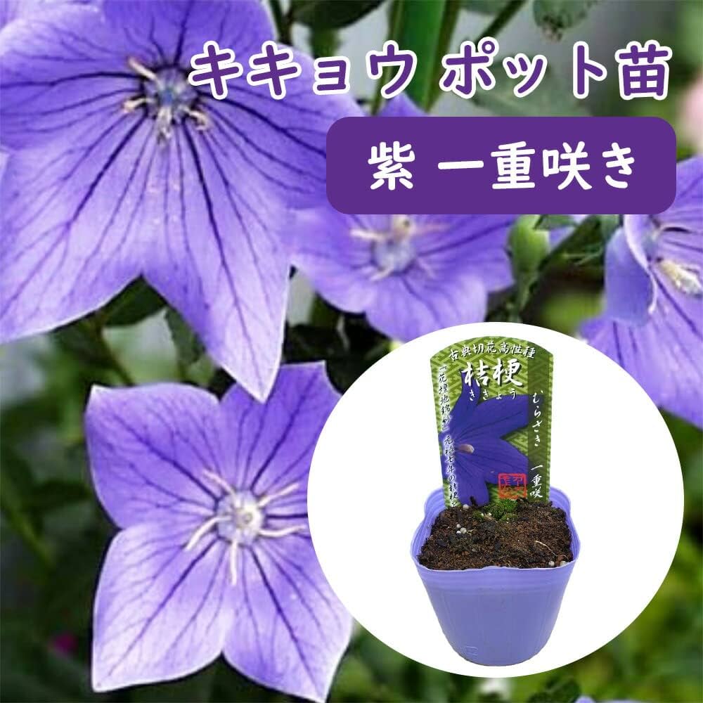 610npZ3qgoL._AC_UF1000,