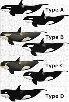 Amazon.co.jp: ジグソーパズル 4タイプのシャチのイラスト 世界の野生