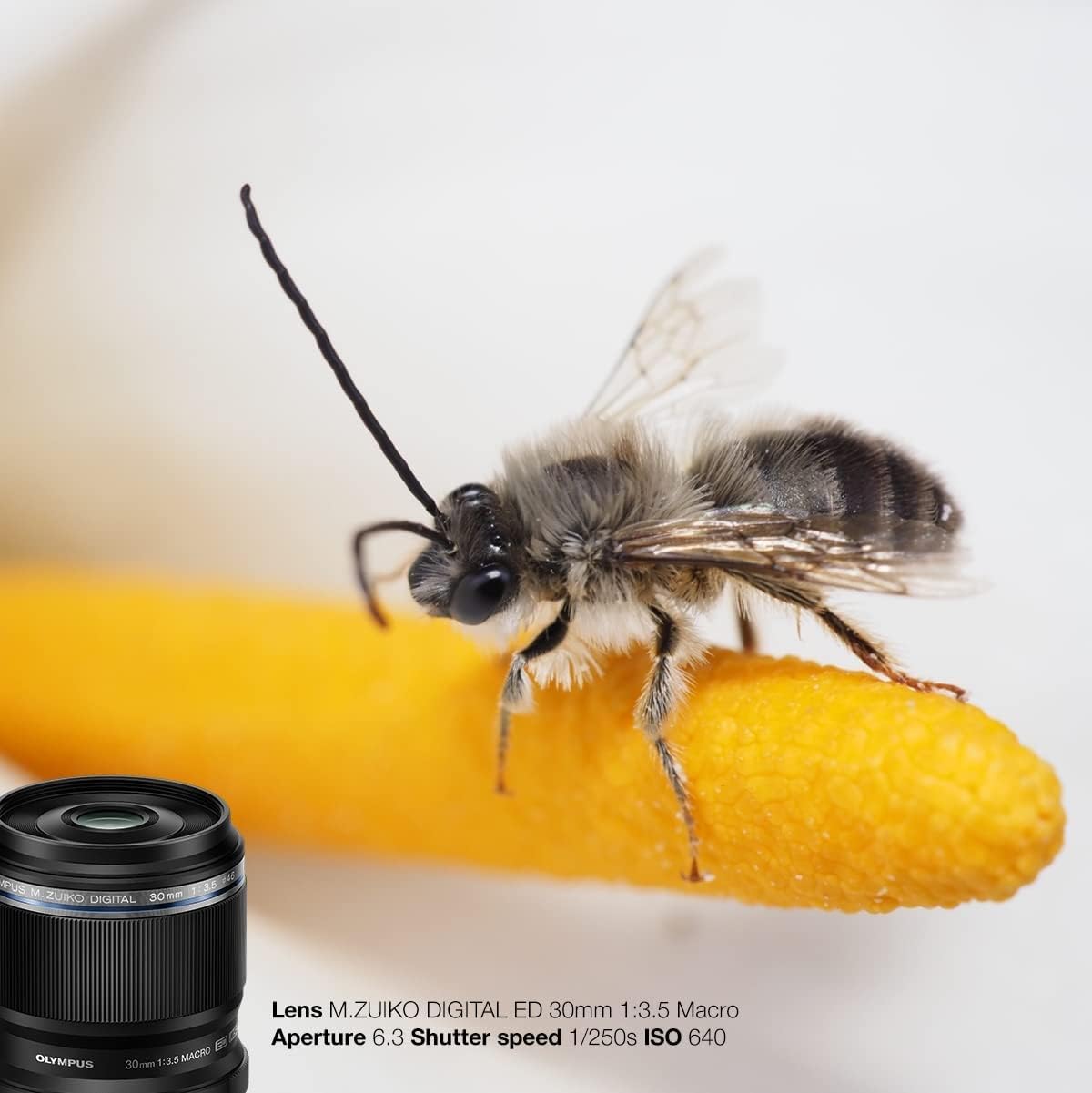 Amazon.co.jp: OM SYSTEM/オリンパス OLYMPUS マイクロフォーサーズ