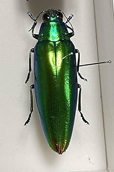 Amazon.co.jp: タマムシ 標本 : ペット用品