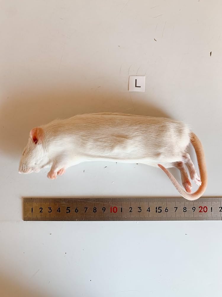 Amazon | 国産冷凍ラット (アダルトL ～210g 3匹入り) | 冷凍ラット