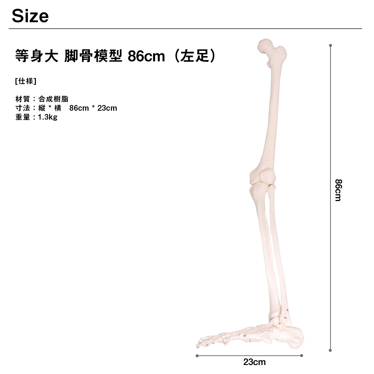 Amazon | モノライフ 人体模型 下肢骨 大腿骨 脛骨 足骨 模型 等身大