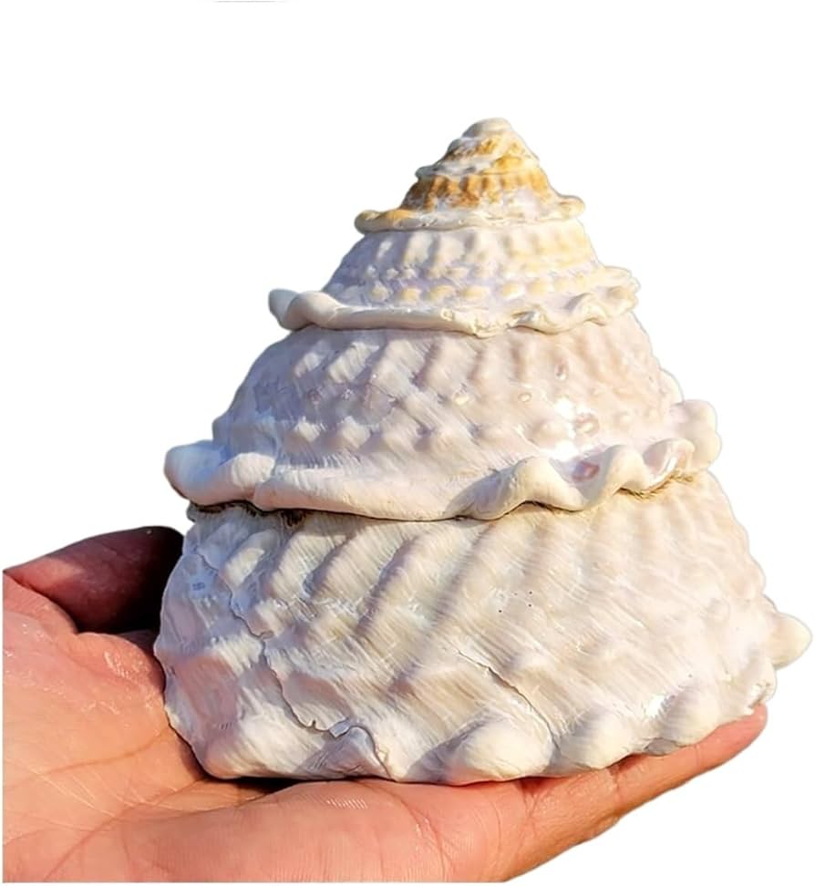 Amazon.co.jp: 大きな貝殻、ジャンボ貝殻 、 天然の希少な本物の貝殻 9