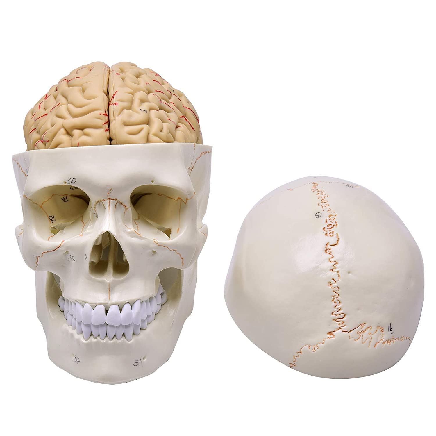Amazon.co.jp: 等身大 解剖学用頭蓋骨模型 人体 模型 脳付き 取り外し