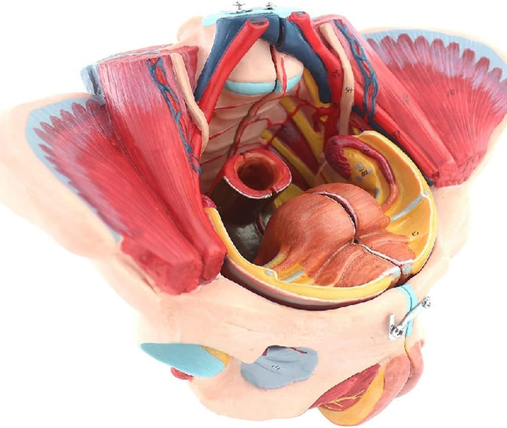 Amazon.co.jp: 女性の骨盤会陰モデル、骨盤底筋付き 1:1 実物大人間の
