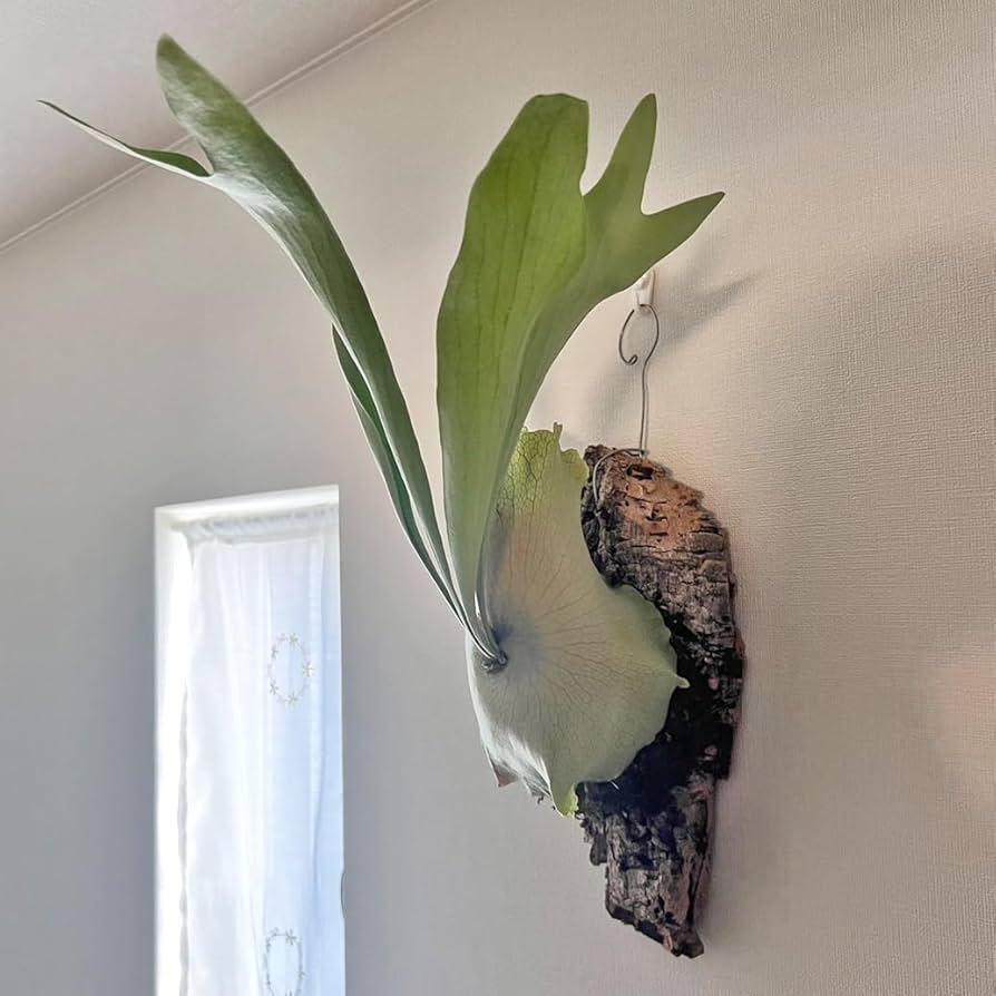 Amazon｜【おしゃれな壁掛け観葉植物】ビカクシダ ネザーランド