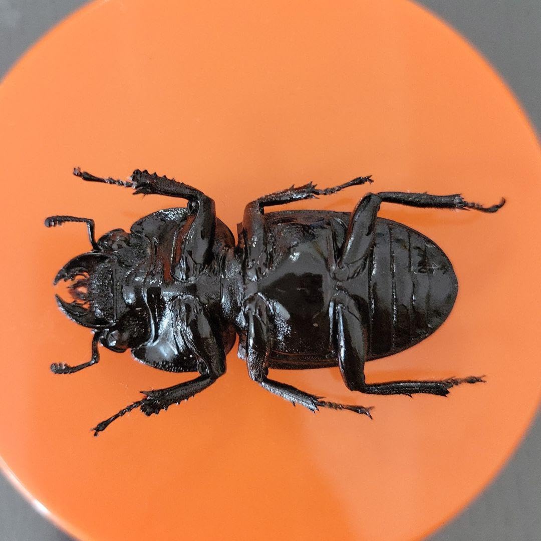 Amazon.co.jp: スマトラオオヒラタクワガタ メス 標本 : おもちゃ