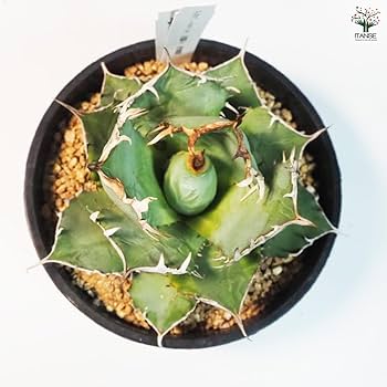 Amazon｜ITANSE アガベ 南覇王 7号 1個売り 多肉植物 学名