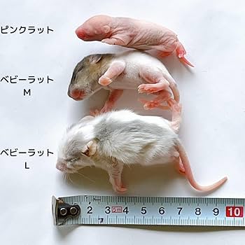 Amazon | 国産冷凍ラット (ベビー M 10~15g 5匹入り) | 冷凍ラットくん
