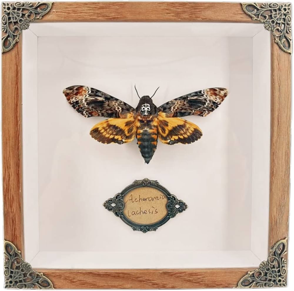 セクロピアサン モス蛾ガモルフォ蝶蛇トンボゼミセミ蝉蜻蛉標本