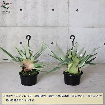 Amazon｜ビカクシダ(コウモリラン)品種：ビーチー 5号吊り鉢【品種で