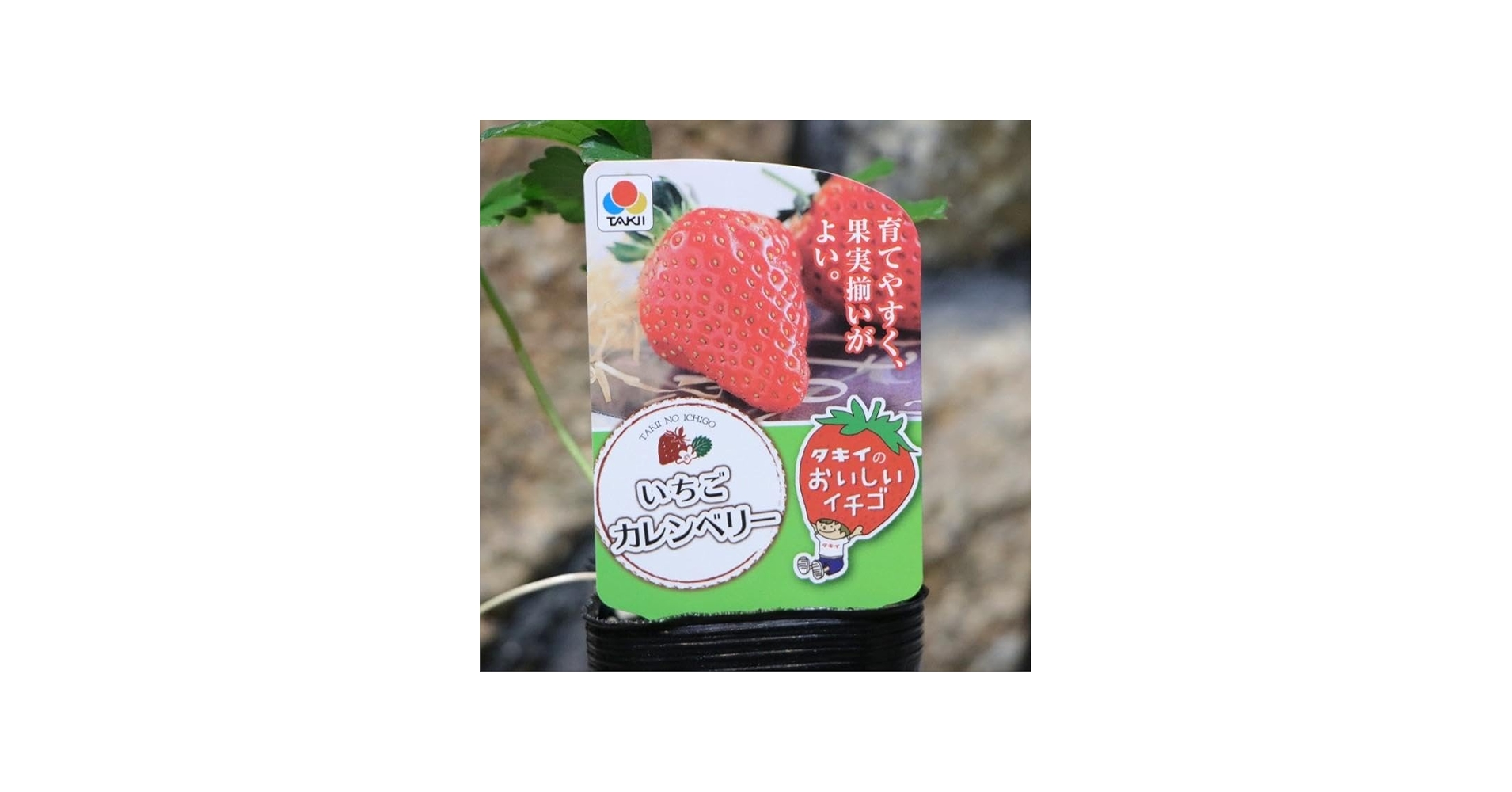 Amazon.co.jp: イチゴ苗 カレンベリー 3号ポット苗 3株セット 一季なり