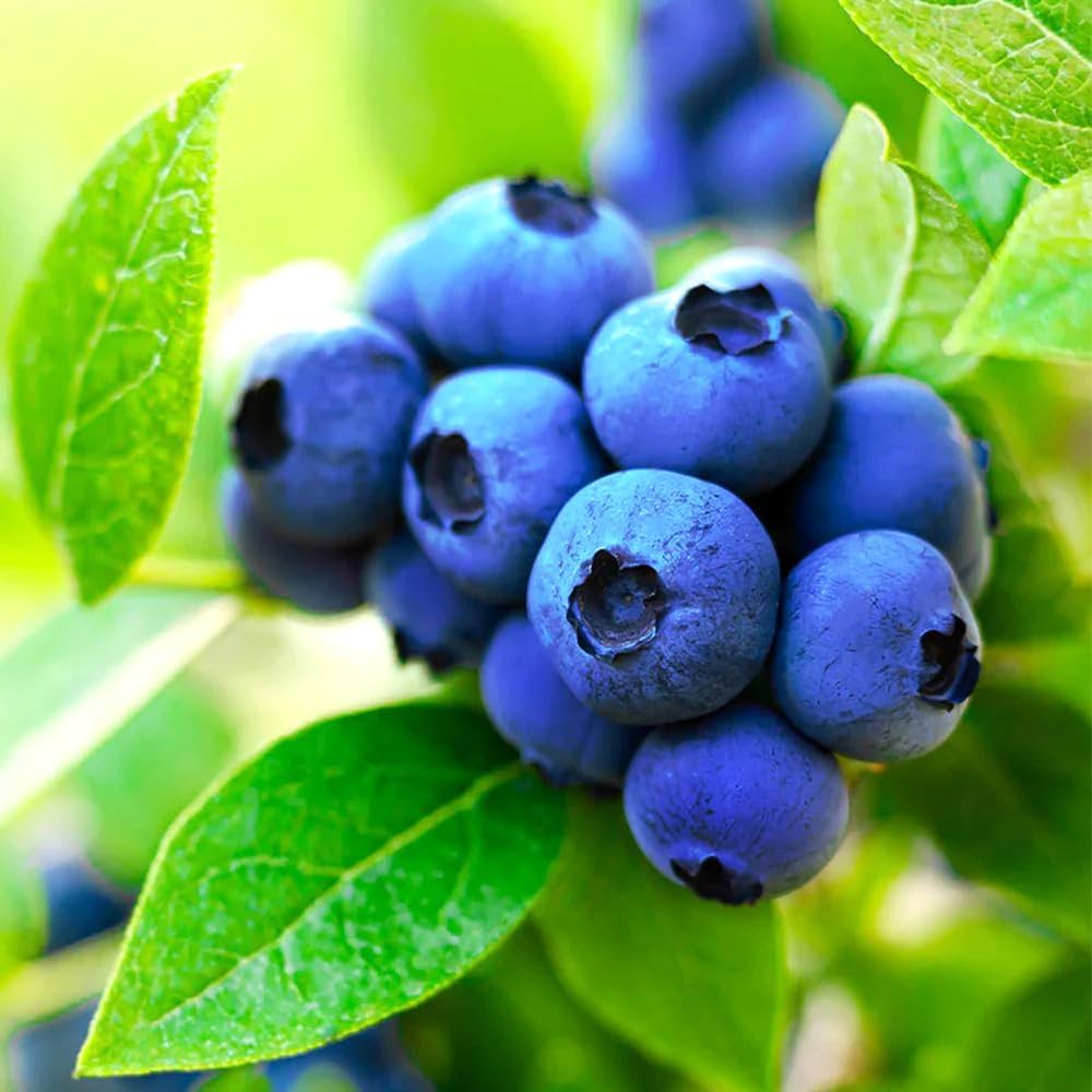 Amazon.co.jp: ITANSE ブルーベリー ブライトウェル 大実