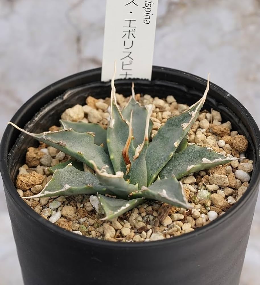 Amazon.co.jp: 四国ガーデン アガベ・ユタエンシス「エボリスピナ」 3