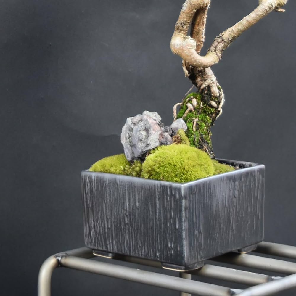 Amazon | Leaf88 盆栽鉢 10x10x6.5cm 3.5号 4号 グレー 植木鉢 和風