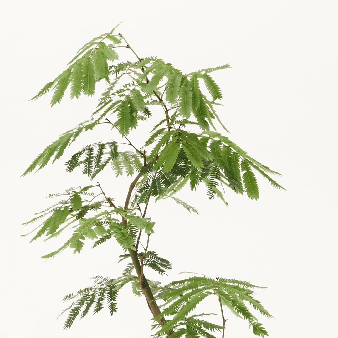 Amazon｜エバーフレッシュ 7号 観葉植物 S字 インテリア おしゃれ 大型