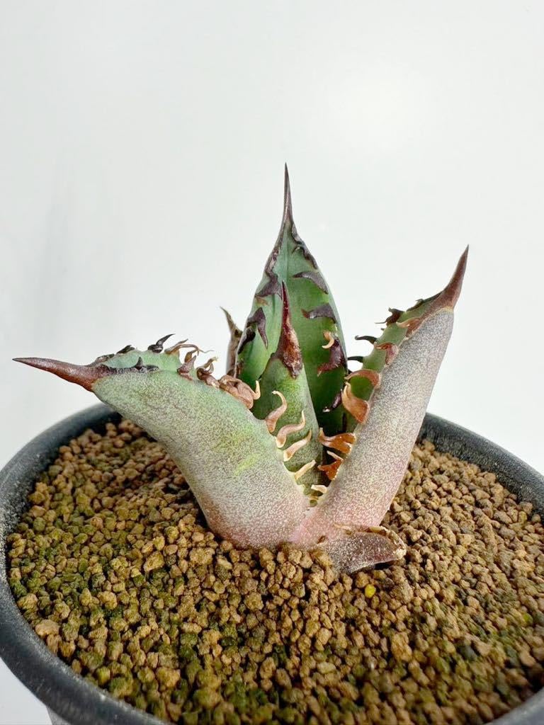 Amazon.co.jp: アガベ チタノタ レッドキャットウィーズル ゴリ猫 Red