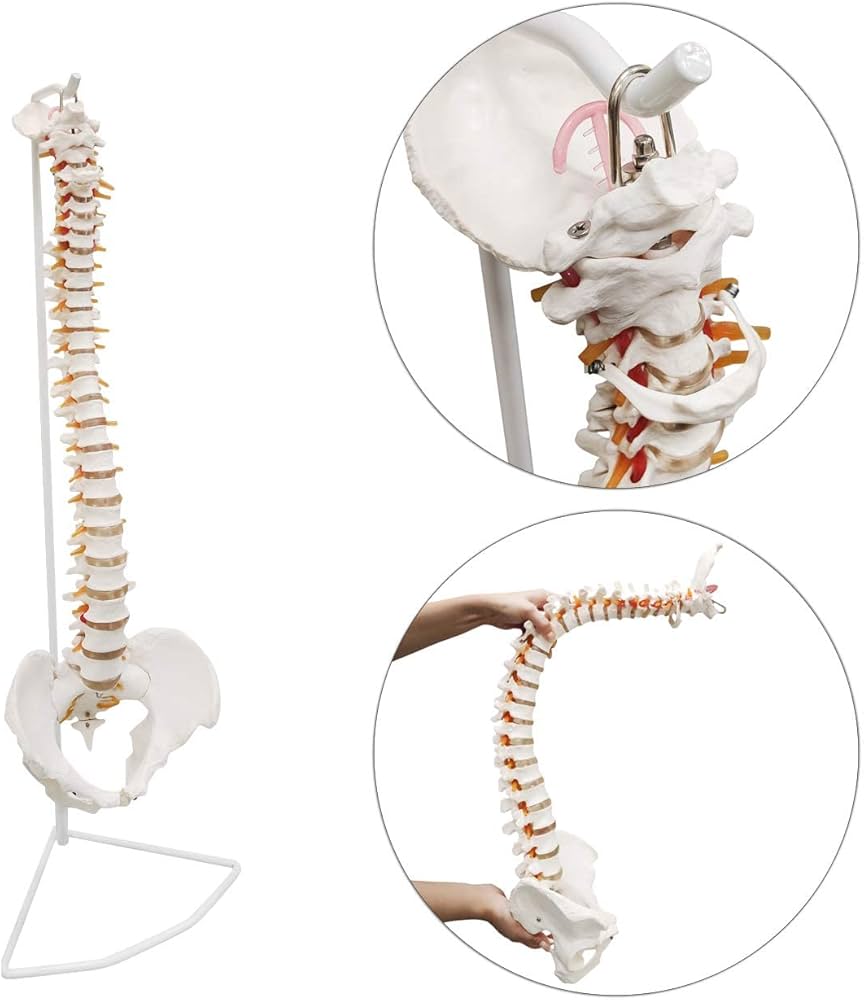 Amazon.co.jp: 教育モデル、85cm等身大脊柱モデル、脊髄神経、頭蓋底