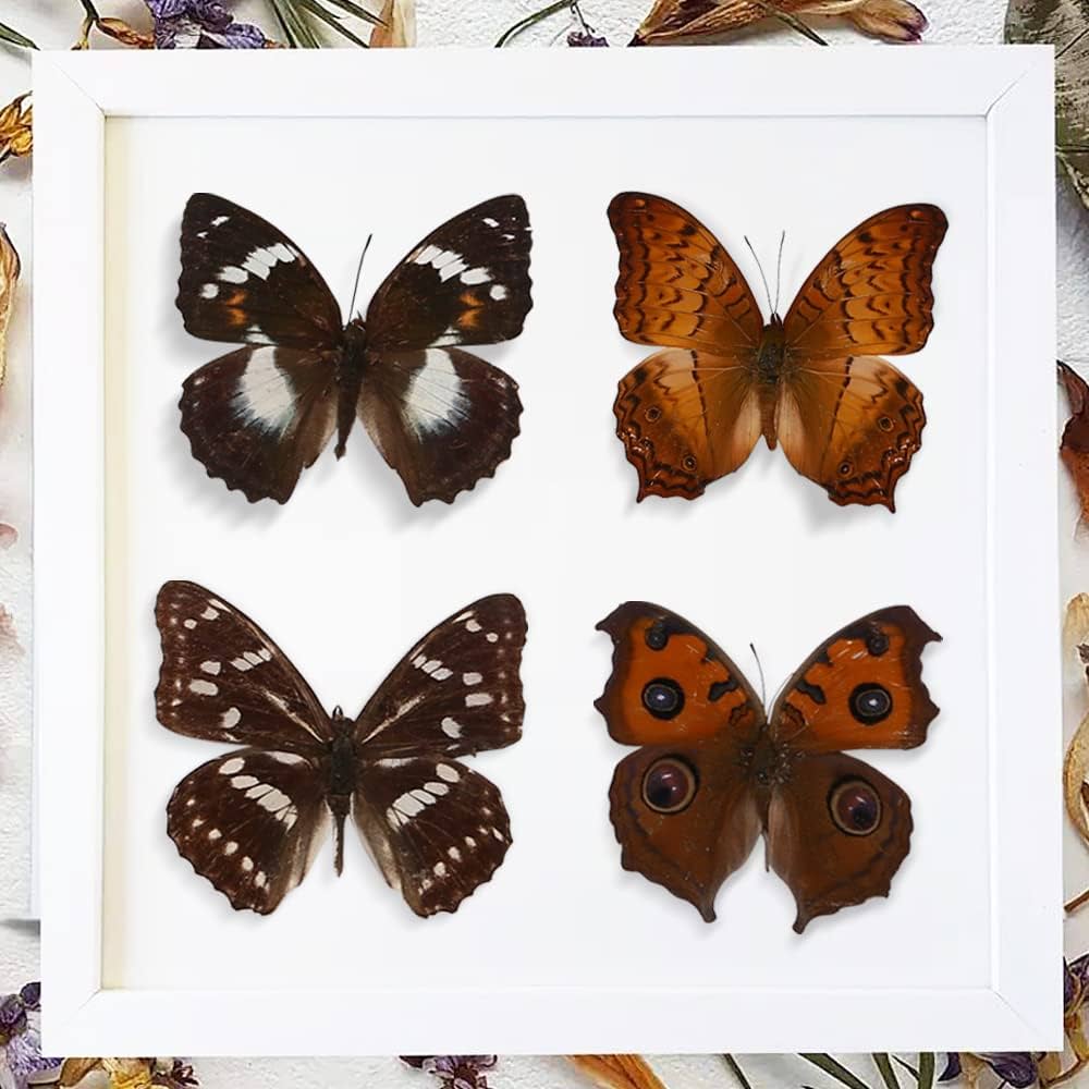 蝶の標本セット 1987年採集 蝶の標本セット 1987年採集 蝶の標本セット