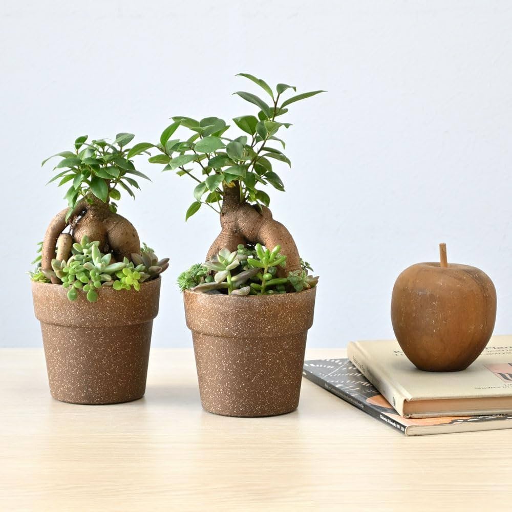 Amazon｜観葉植物 本物 ガジュマル庭園 多肉植物 寄せ植え｜観葉植物