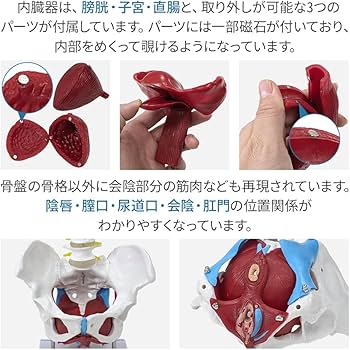 Amazon.co.jp: UPstore 実物大 女性骨盤模型 取り外し可能 女性器 膣内