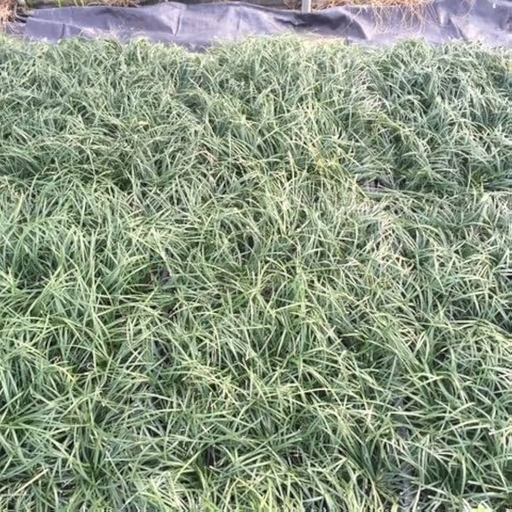 Amazon.co.jp: リュウノヒゲ（竜の髭） 選べるポット数 下草 苗