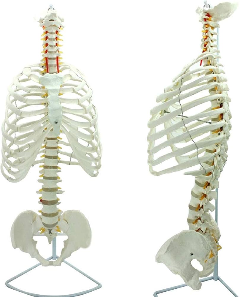 Amazon.co.jp: 人間の背骨の教育モデル、骨モデル、フレキシブル1：1