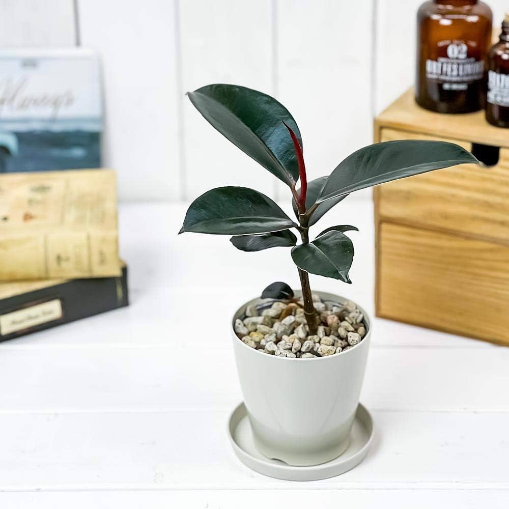 Amazon.co.jp: PLANCHU 観葉植物 フィカス バーガンディ 3.5号鉢