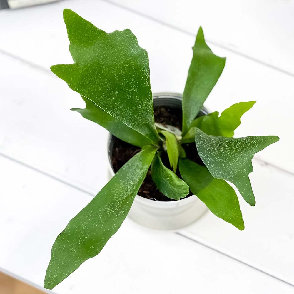 Amazon.co.jp: PLANCHU 観葉植物 ビカクシダ アルキコルネ 3.5号鉢