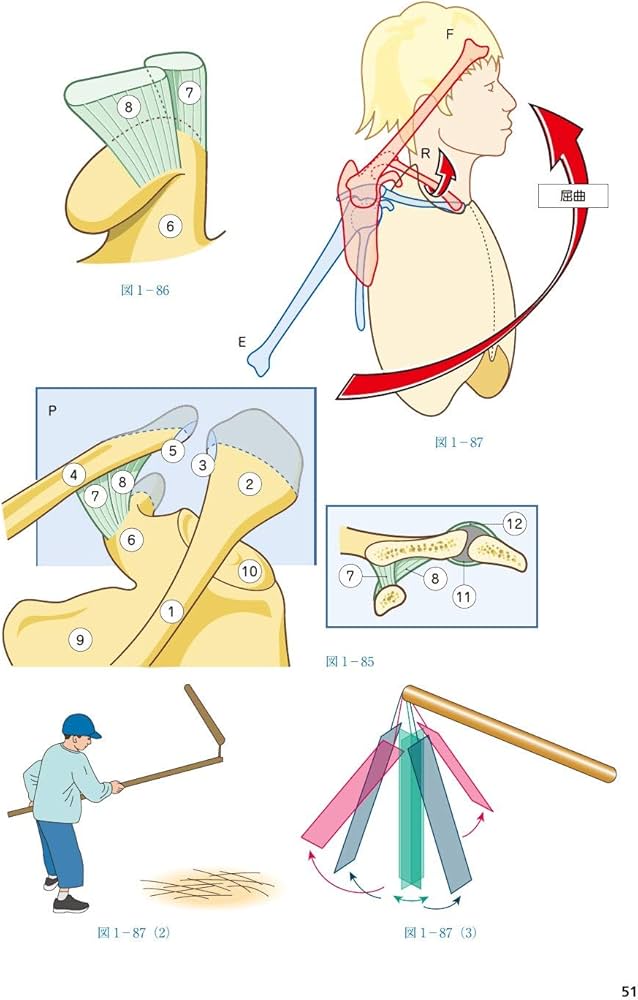 カパンジー機能解剖学 全3巻 原著第7版 | A.I.Kapandji, 塩田 悦仁 |本