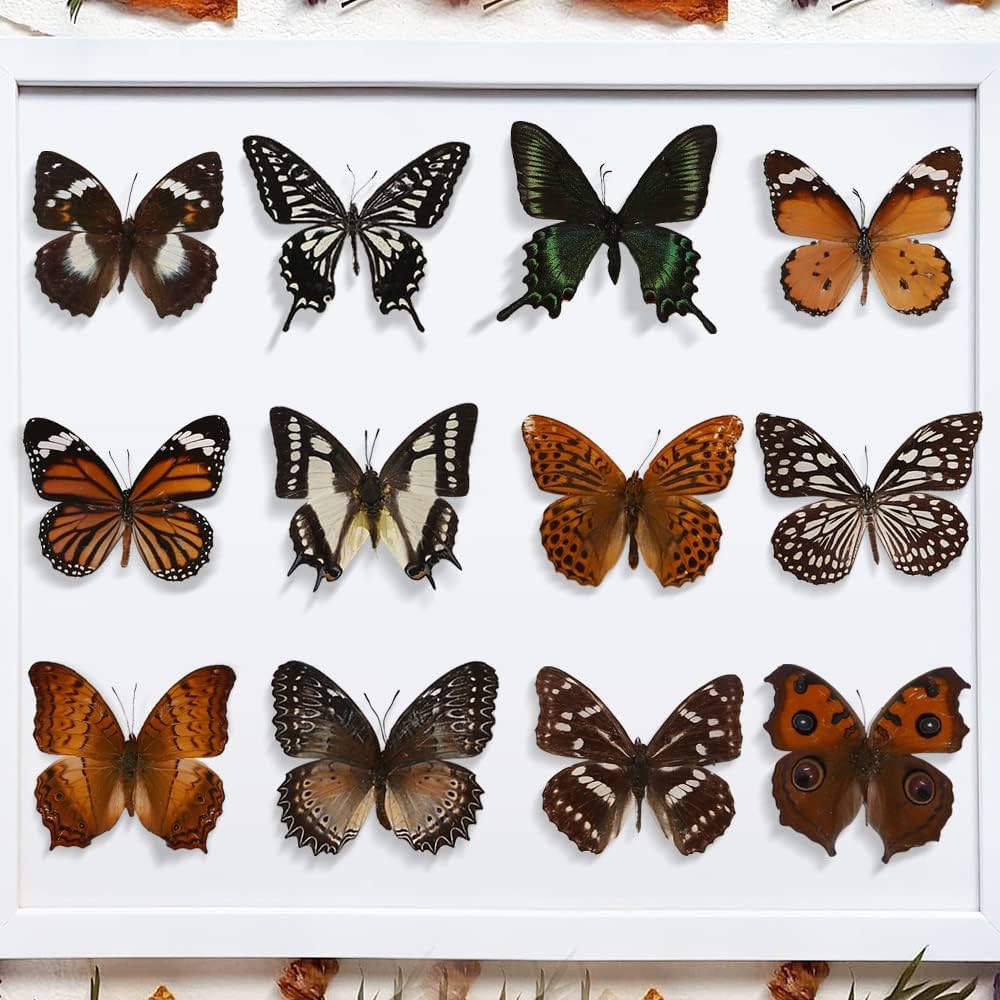 Amazon.co.jp: EGEN 12匹の本当の標本の蝶-蝶の標本の芸術品の材料で