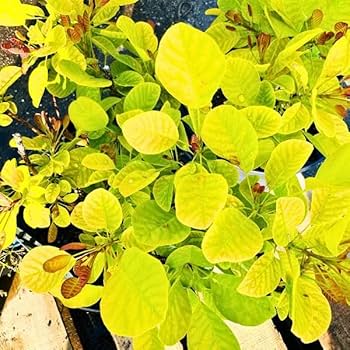 Amazon.co.jp: スモークツリー ゴールデンスピリット 株立ち 8号 黄金