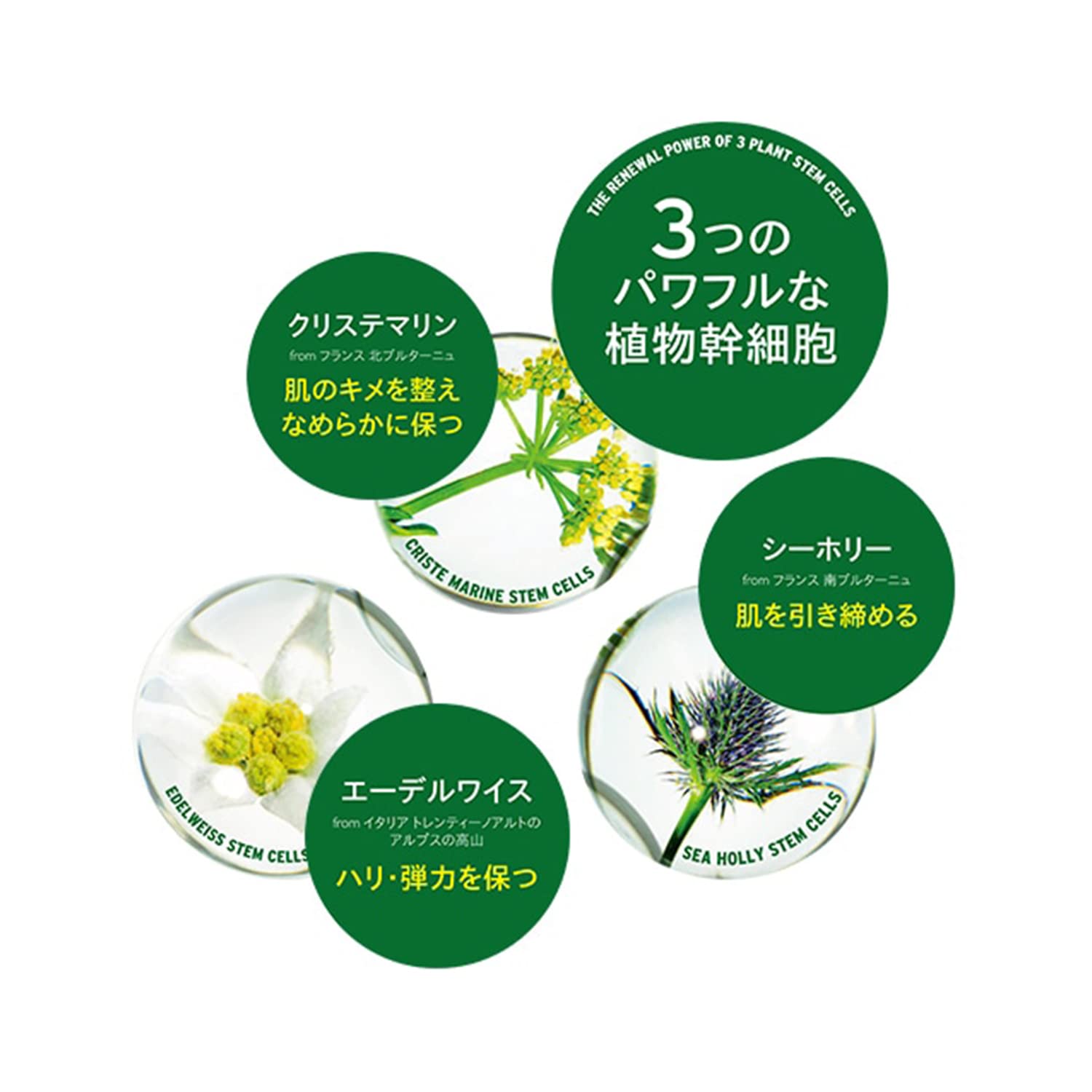 Amazon | ザボディショップ [公式] ユースクリーム DOY 50ml [正規品