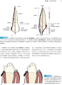 ウォールフェルの歯科解剖学図鑑 ペーパーバック普及版 | リッケン・C