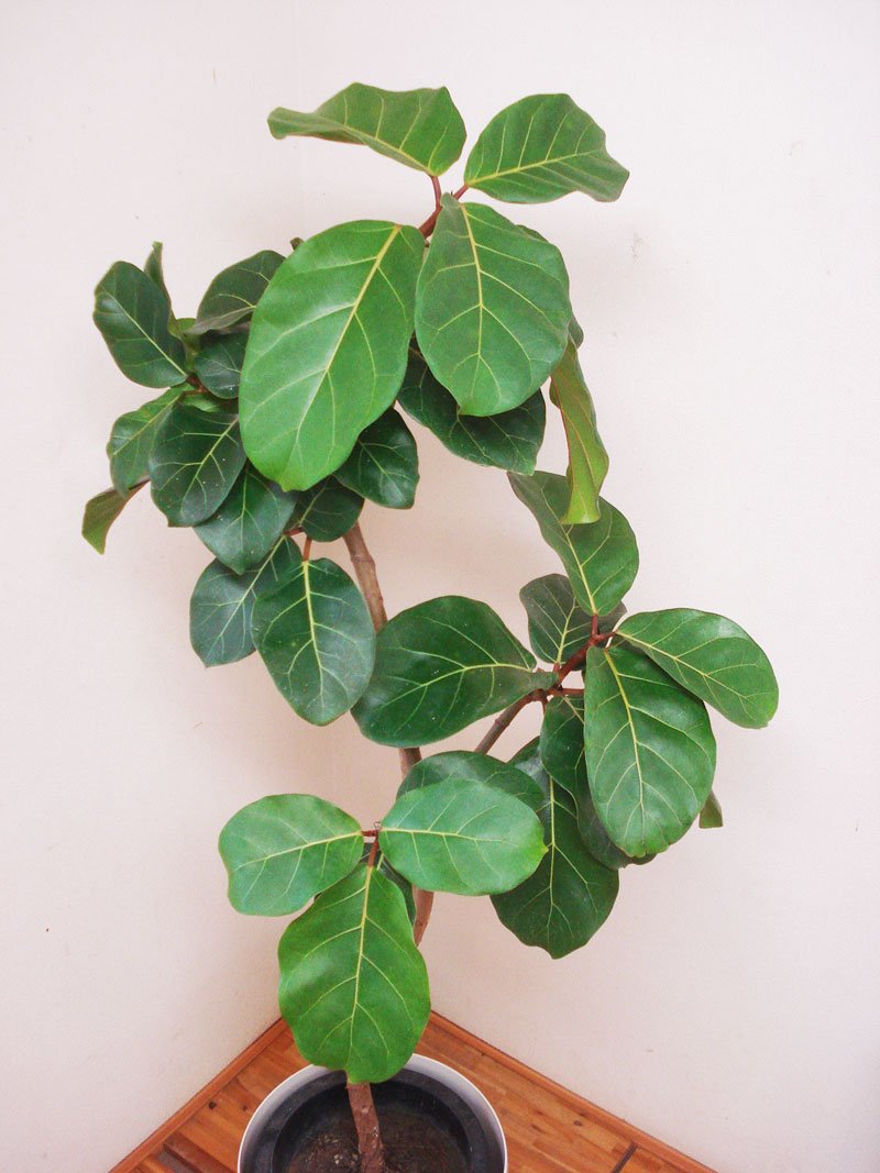 Amazon｜希少☆曲がりが素敵なフィカス・アフリカンプリンス／150cm